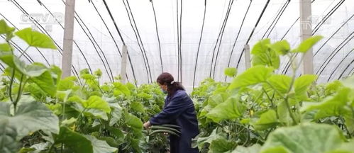 設施蔬菜挑大梁，豐富百姓“菜籃子”