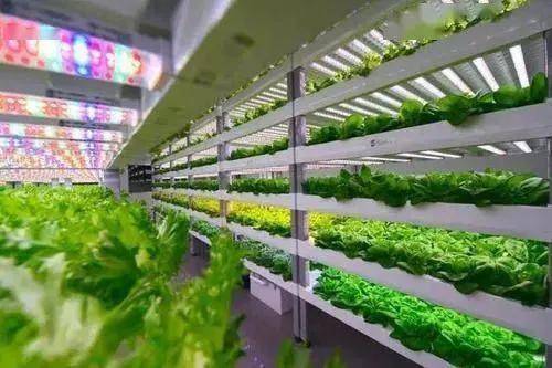 中日荷三國(guó)植物工廠最新發(fā)展案例 垂直農(nóng)業(yè)與蔬菜種植的創(chuàng)新實(shí)踐