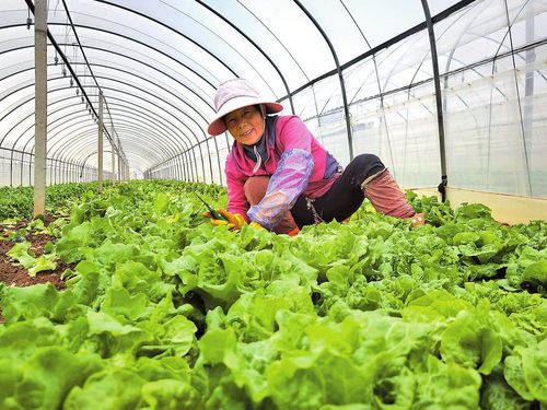電管家護(hù)航蔬菜產(chǎn)業(yè)發(fā)展 為綠色菜園注入穩(wěn)定動(dòng)能