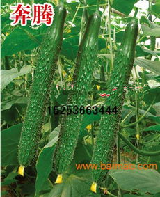 蔬菜種子技術(shù)指南 高性價(jià)比種苗推薦與選購策略