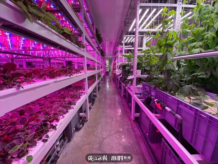 “航天蔬菜”杭州有同款，人造陽光和空氣，全程不用農(nóng)藥，帶你走進(jìn)神奇植物工廠