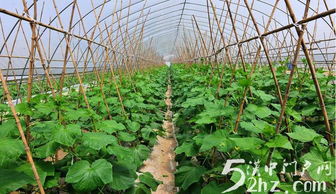 漢臺區(qū)金江村 蔬菜種植富農(nóng)家，綠野鋪就振興路