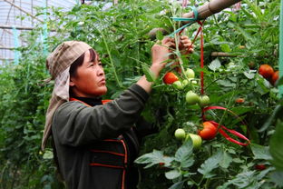 打造特色蔬菜種植基地，助力鄉(xiāng)村振興新引擎