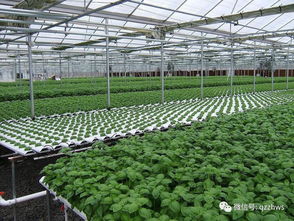 大棚蔬菜育苗技術(shù)及高產(chǎn)種植模式